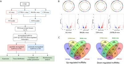 Expression Profiles and Potential Functions of Long Non-Coding RNAs in the Heart of Mice With Coxsackie B3 Virus-Induced Myocarditis